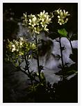 Saxifraga aquatica * Pyrenean Water Saxifrage - La Ribagorca basin, Pyrenees - July 1990 * 3401 x 4553 * (4.48MB)